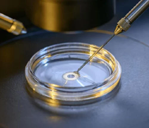 IVF embryology — embryo under the microscope